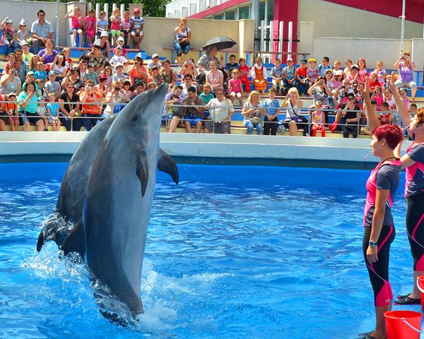 Activity Agadir Dolphin World Show And Transfer