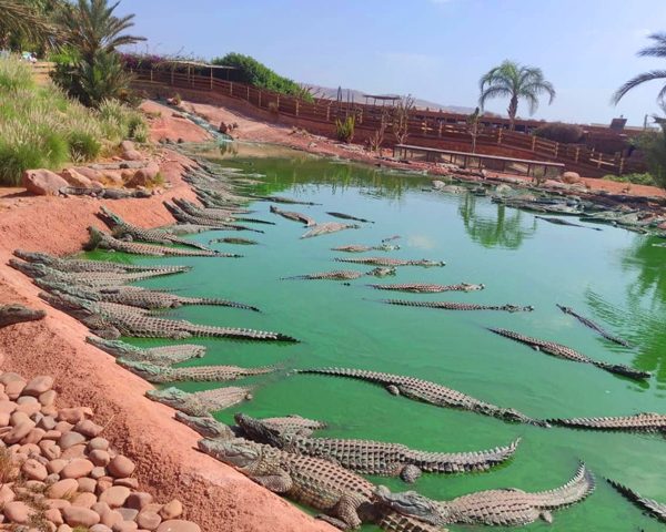 Activity Effortless Agadir Crocoparc Ticket and Transfer Service