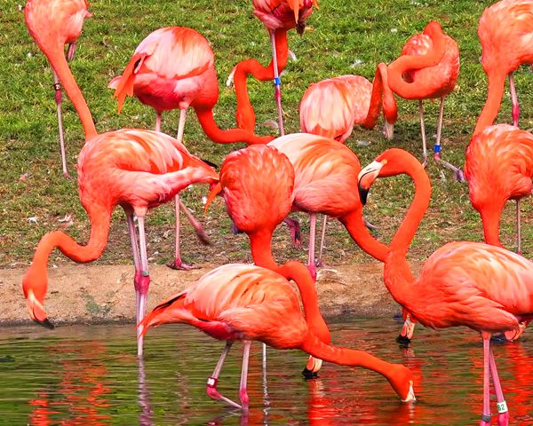 Day Trip To Agadir Souss Massa Park National Visit
