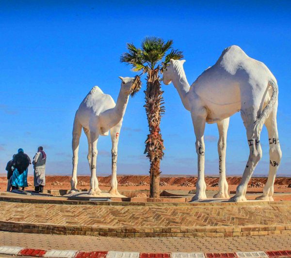 Day Trip To Mini Sahara with Lunch From Agadir