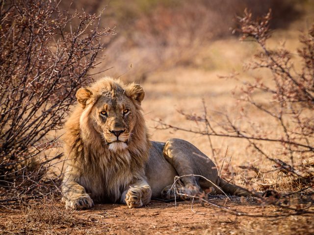 Activity Agadir Lion Park Unforgettable Wildlife Experience with Transfer