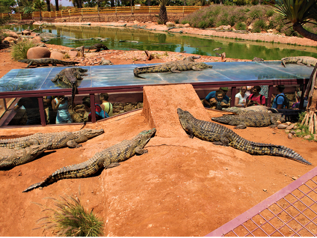 Day Trip in Agadir Explore Crocoparc and Enjoy a Camel Ride